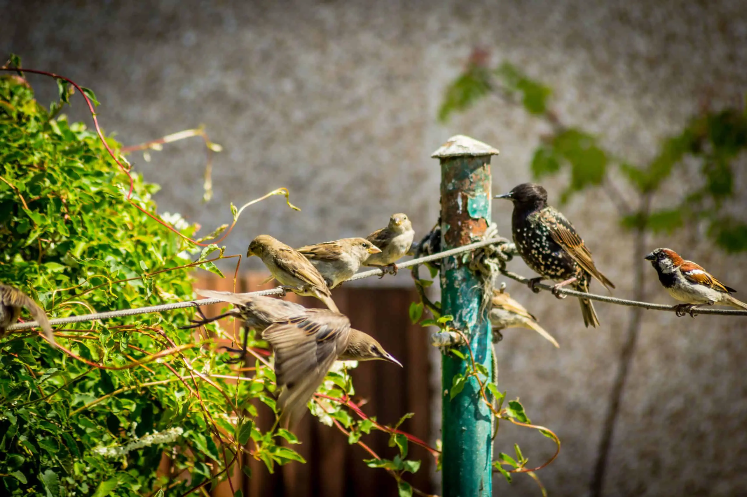 Making sure that birds within your garden are safe from the use of weed killer