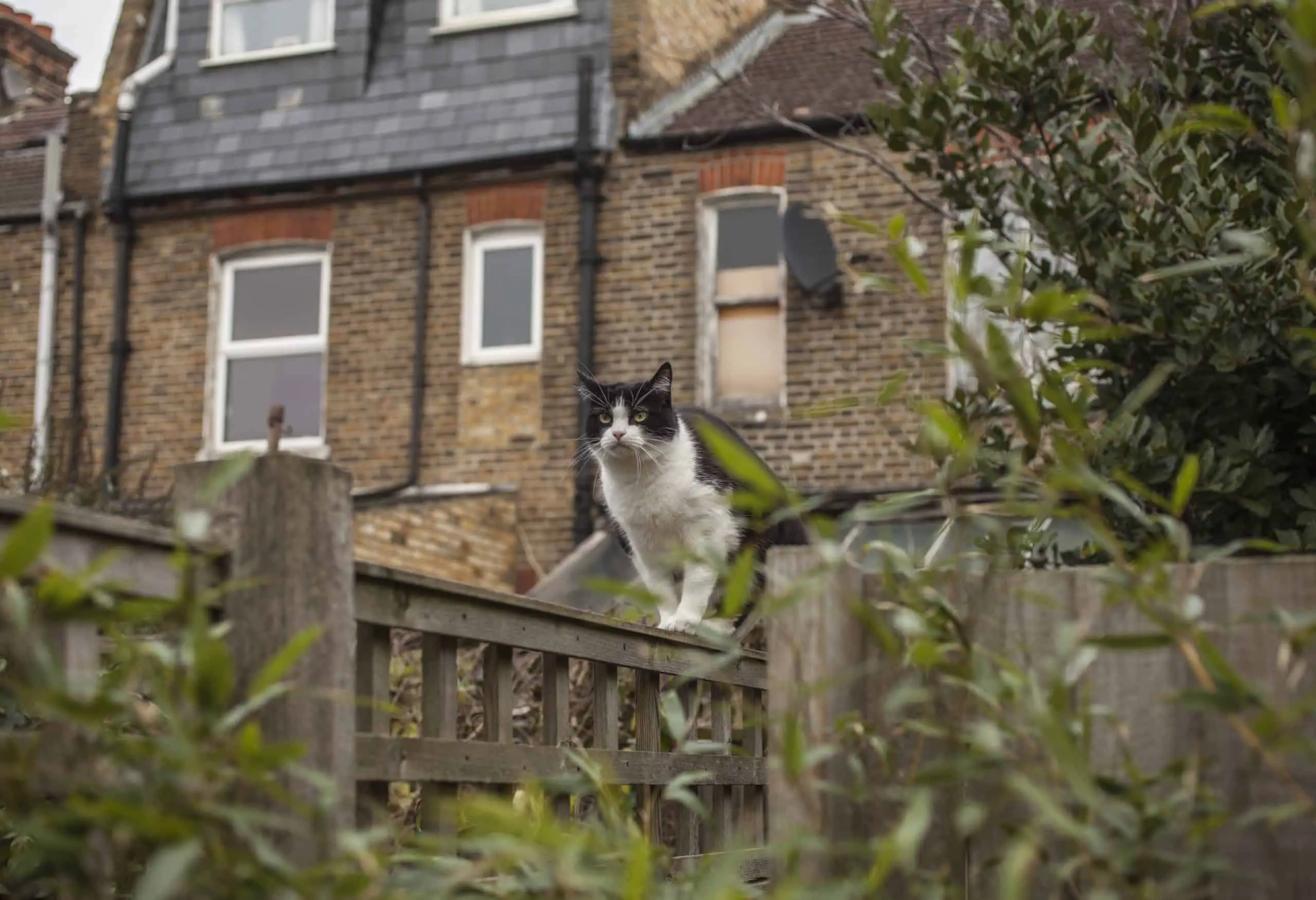 Protect your cat from venturing into a garden that has been sprayed with weed killer and not dried yet