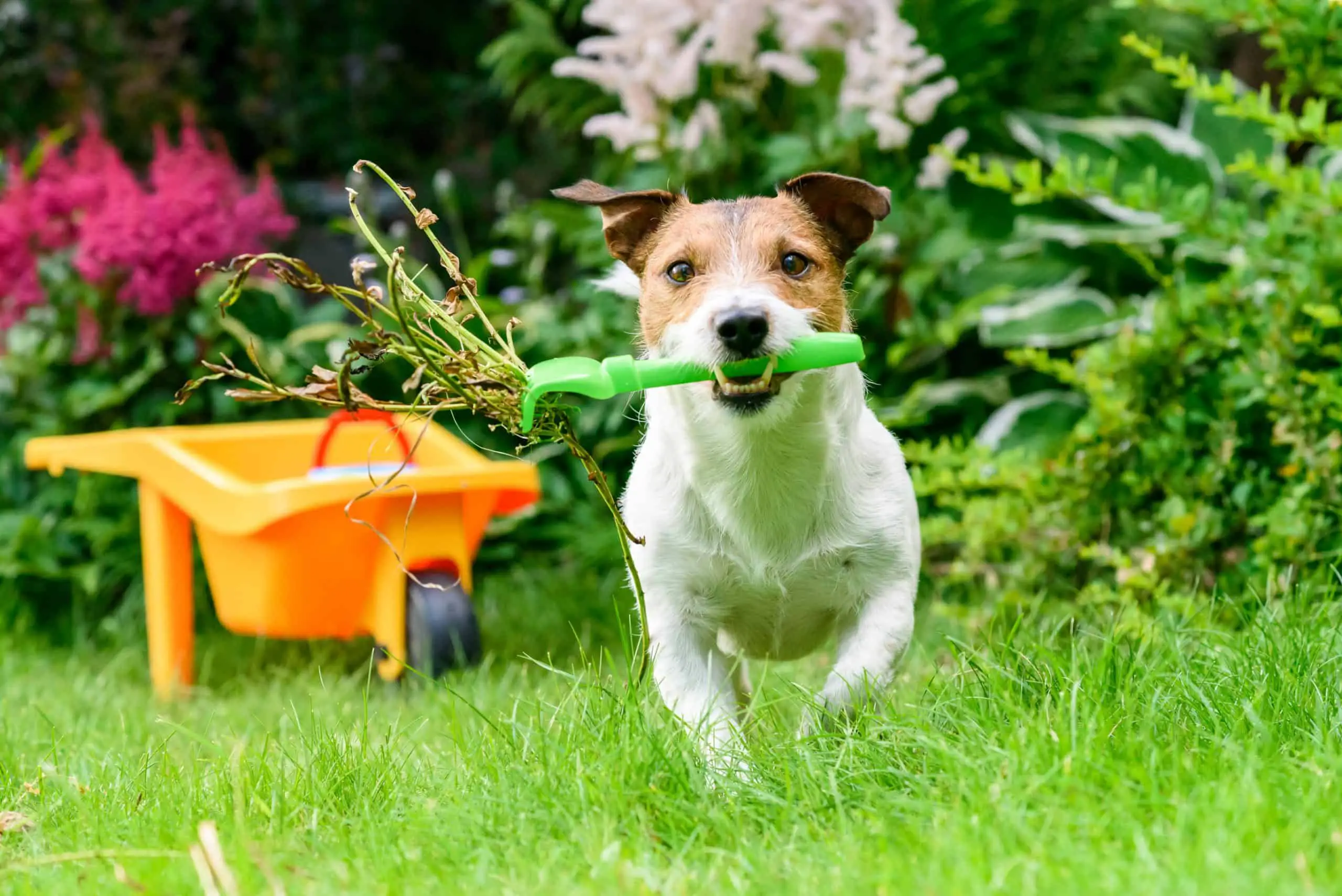 Using a weed killer in the garden around your dogs and keeping them safe