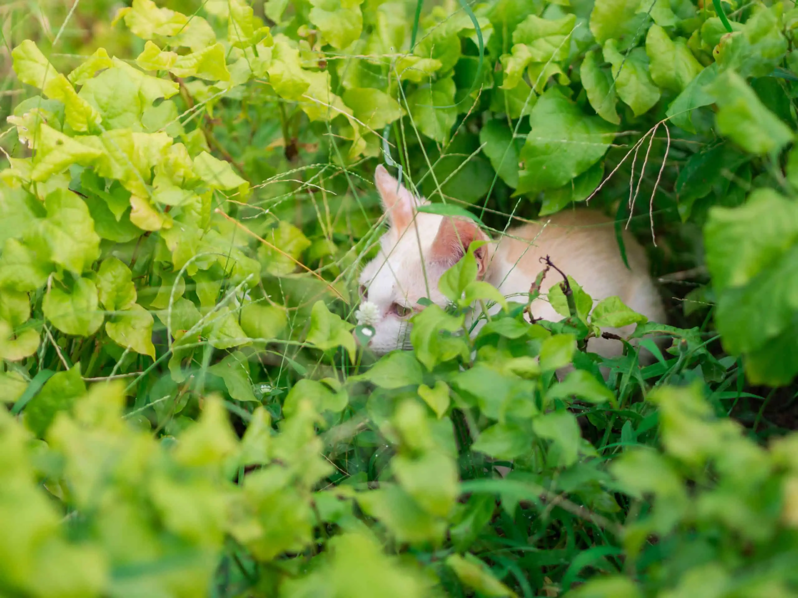 Cats make contact with weeds and plants all the time in the garden so be careful when using weed killer
