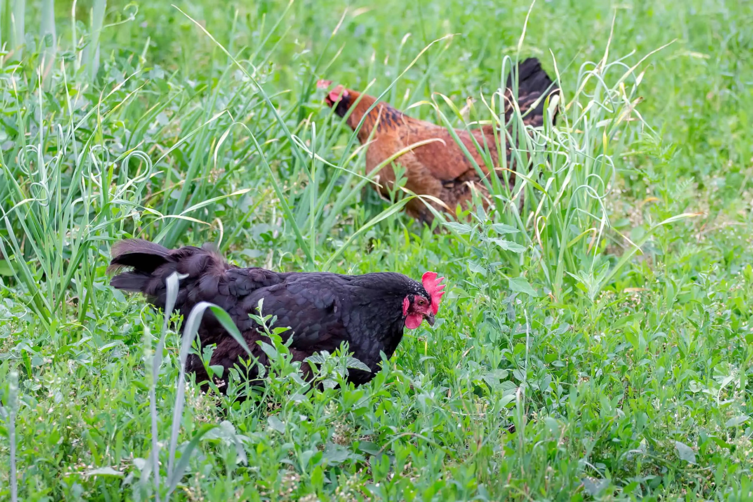 Making sure your garden is pet safe from weed killer spraying for your chickens