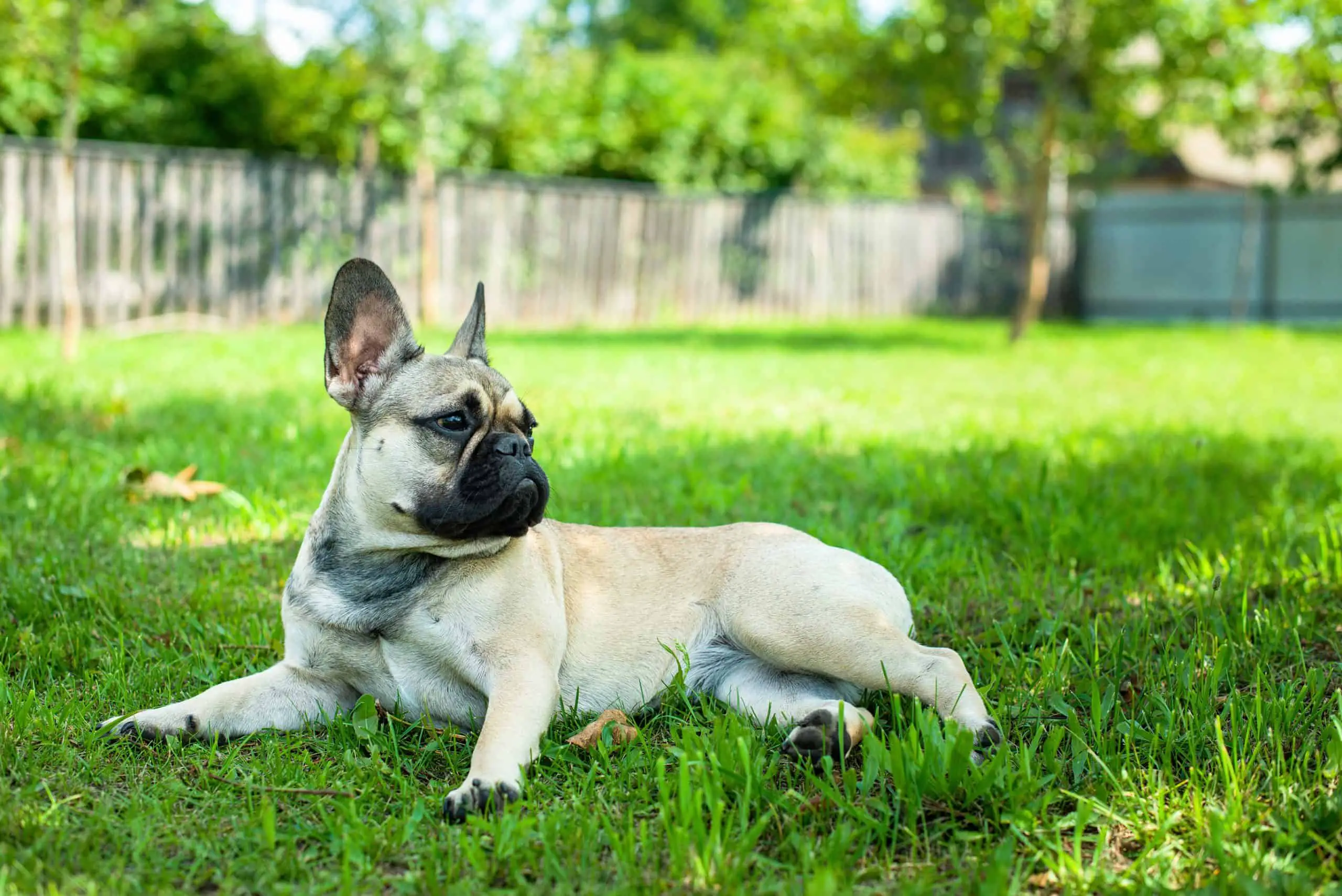Use a pet-friendly weed killer to ensure your dog is safe after you have sprayed your garden