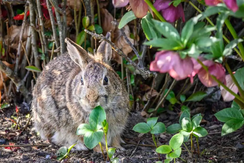 Use a pet-friendly weed killer to ensure your rabbit is safe after you have sprayed your garden