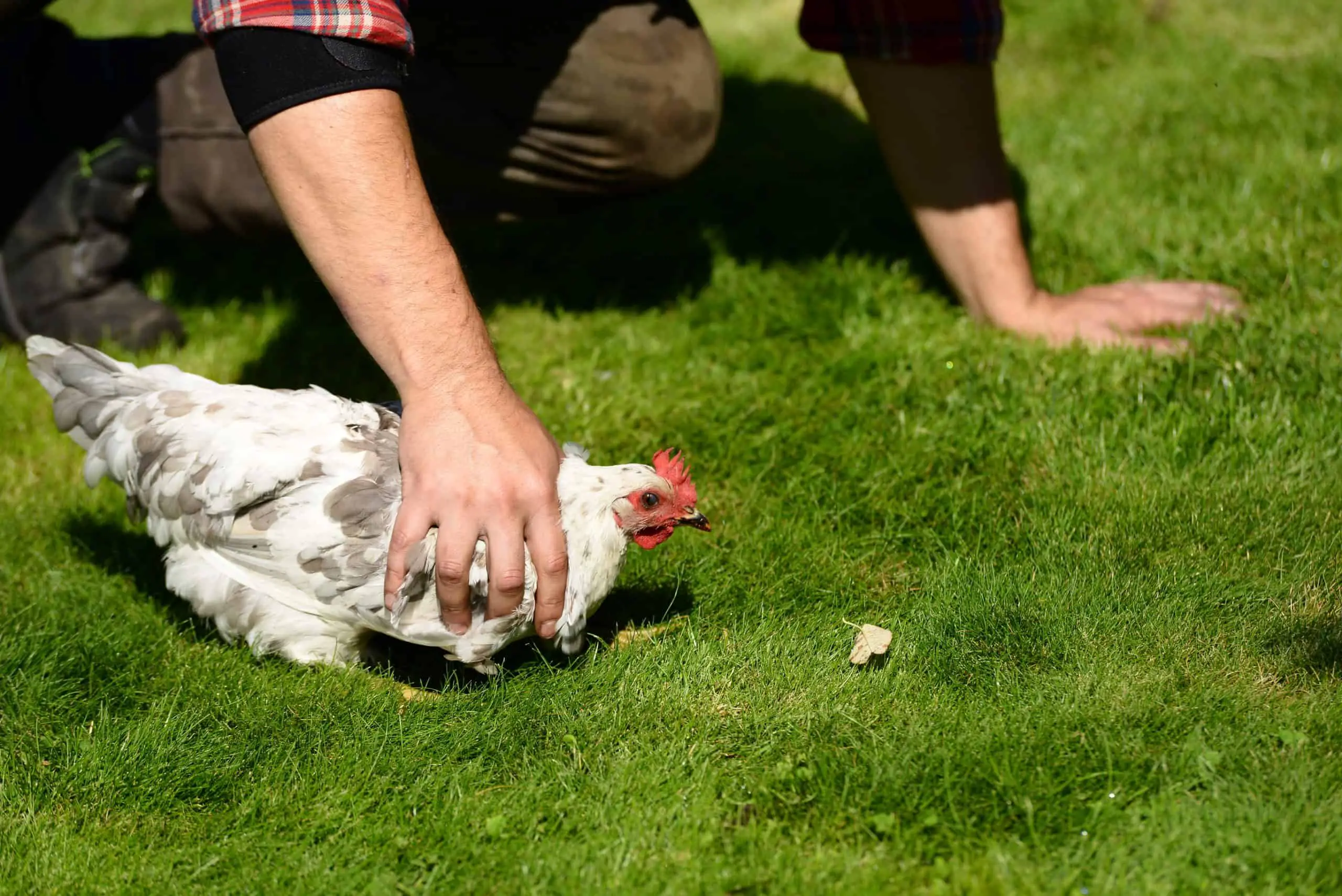 Both humans and hens need to be careful within a garden sprayed with a weed killer
