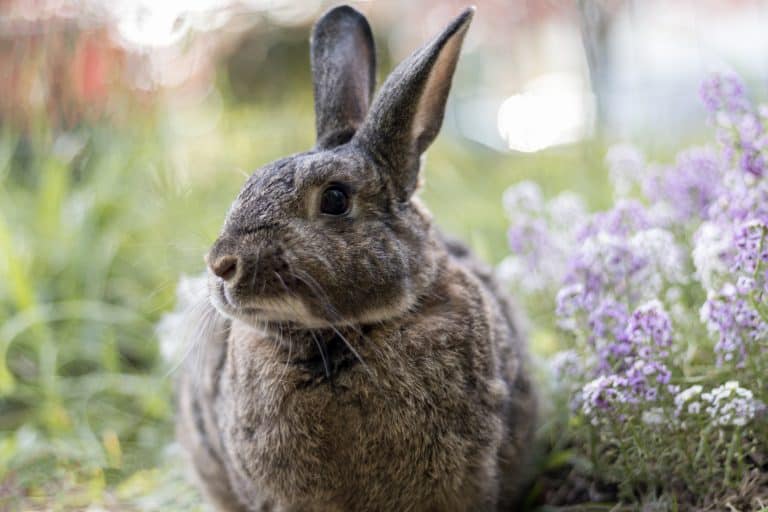 What Weed Killer is Safe for Rabbits?