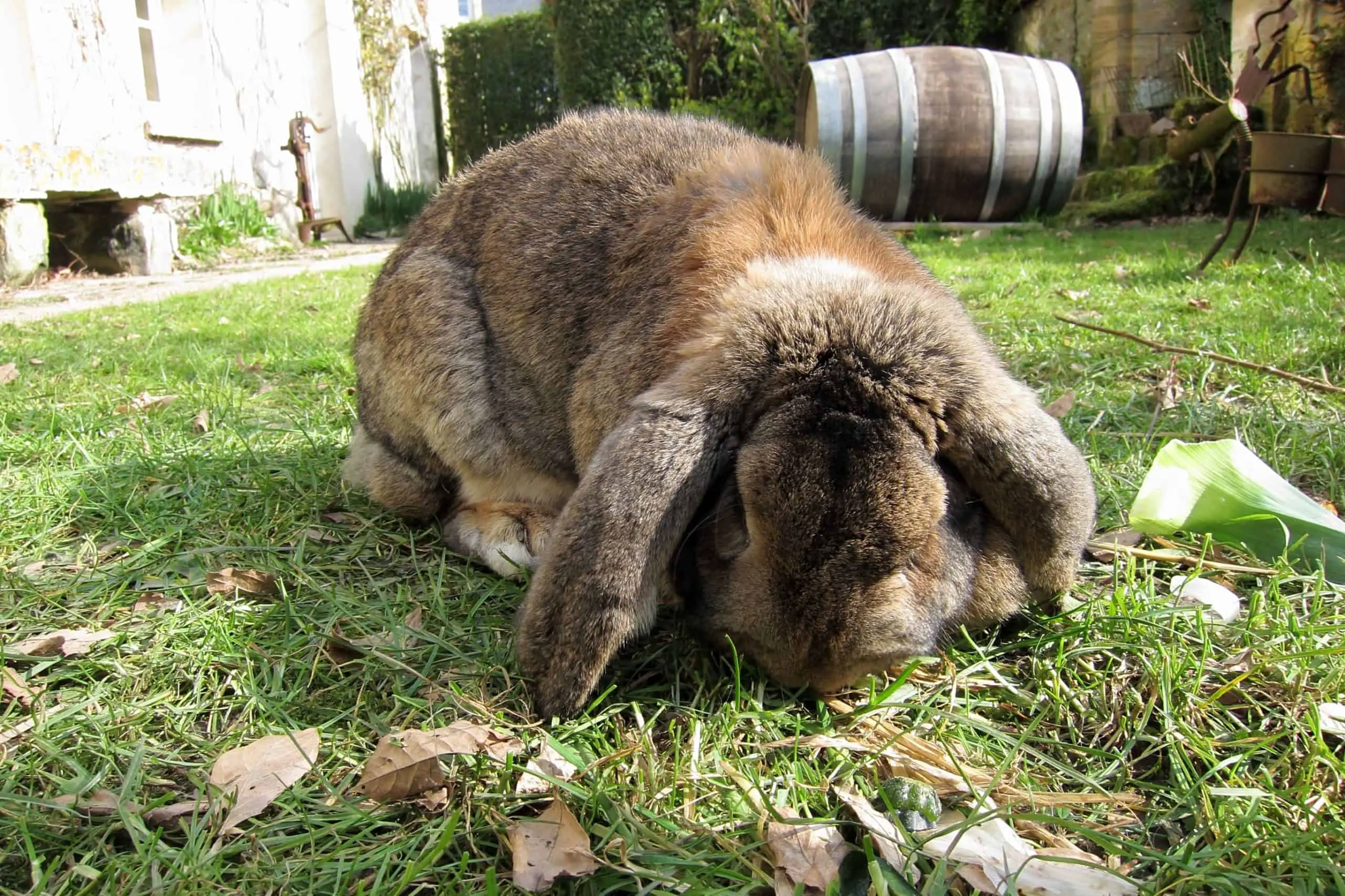 Making sure your garden is pet safe from weed killer spraying for your rabbit