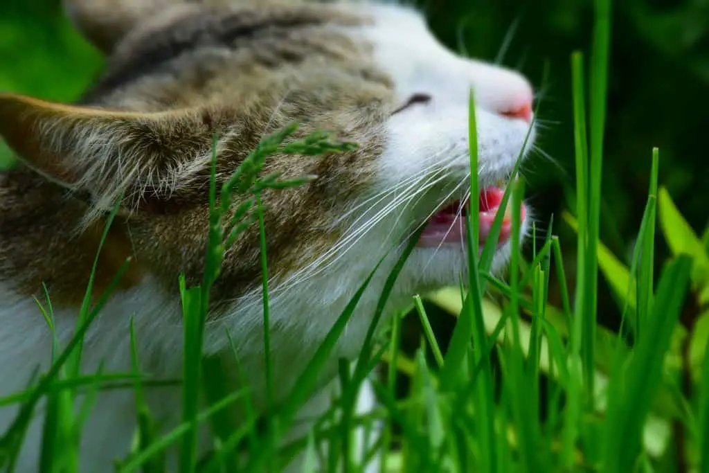 Making sure your garden is pet safe from weed killer spraying for your cat