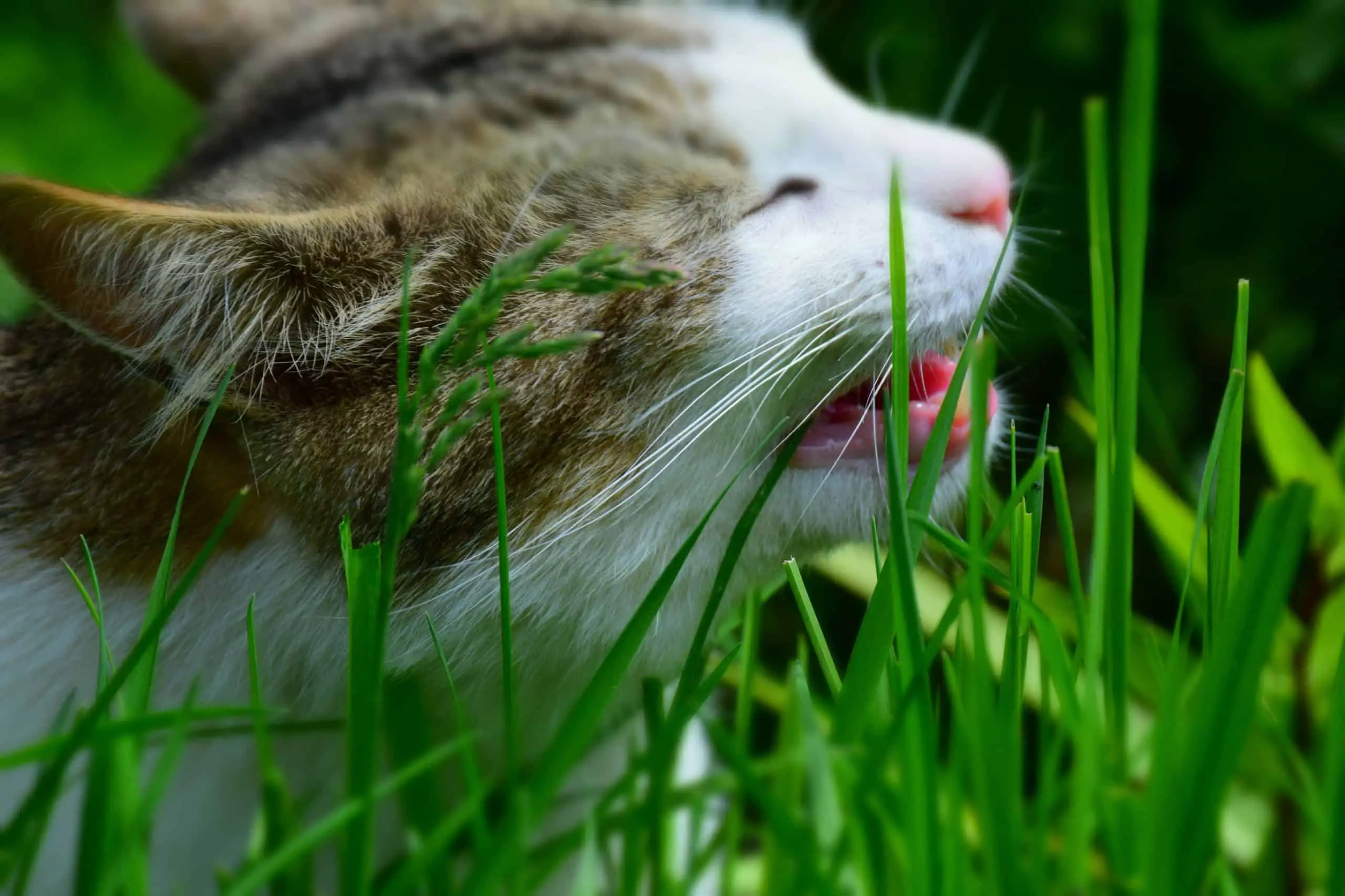Making sure your garden is pet safe from weed killer spraying for your cat