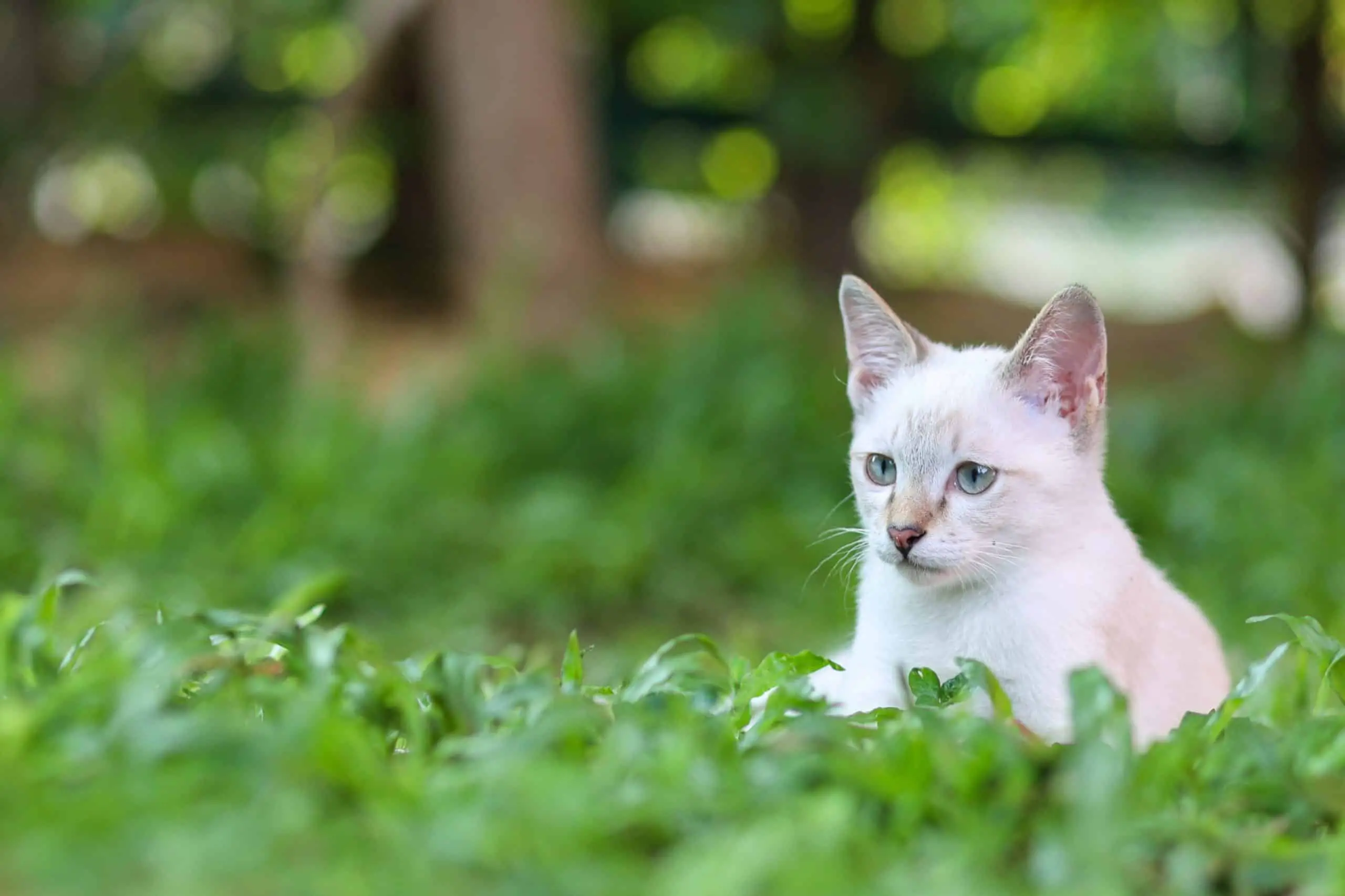 Look after your cat by using a pet-friendly weed killer