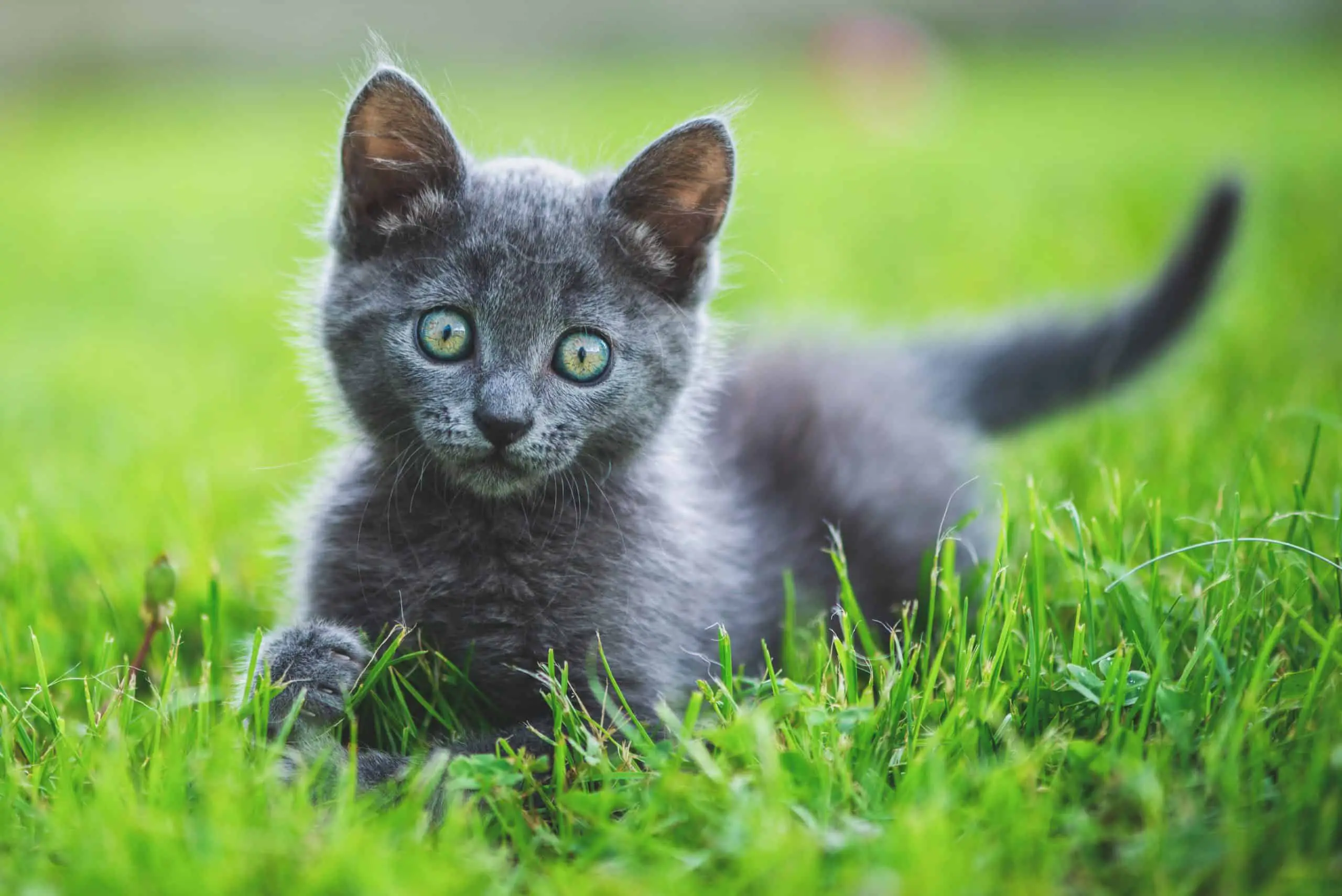 Make sure the weed killer is pet-safe for your feline family member
