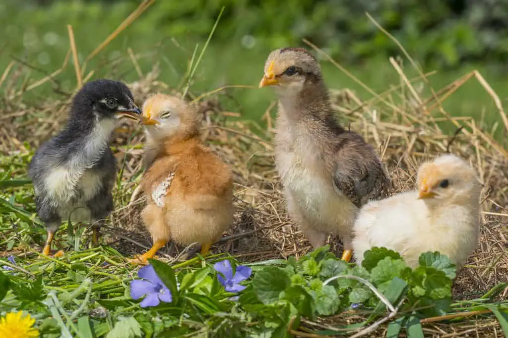 Make sure the weed killer is pet-safe for your feathery family members in your garden