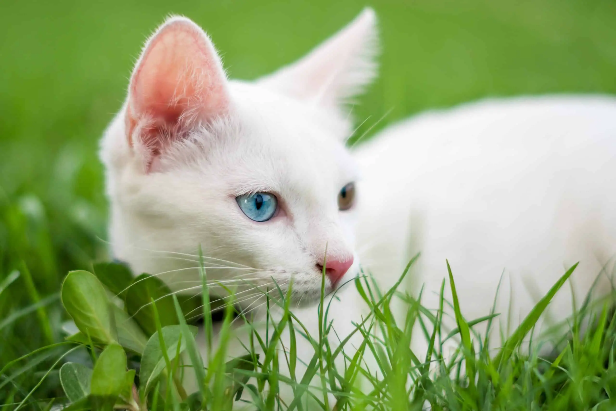 Use a pet-friendly weed killer to ensure your cat is safe after you have sprayed your garden