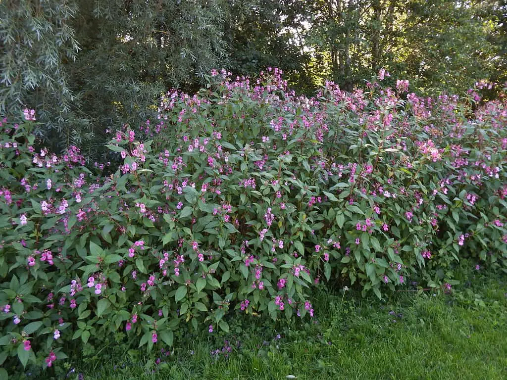 At full bloom, Himalayan balsam grows up to 3 feet