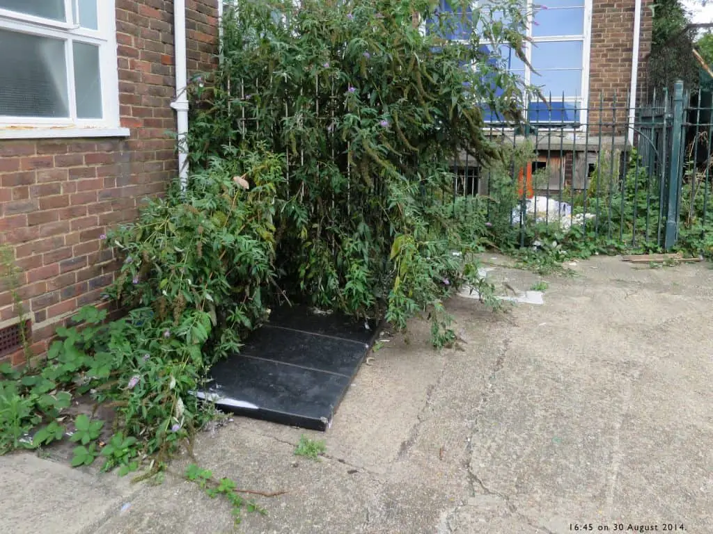 Can Japanese knotweed cause subsidence to a building