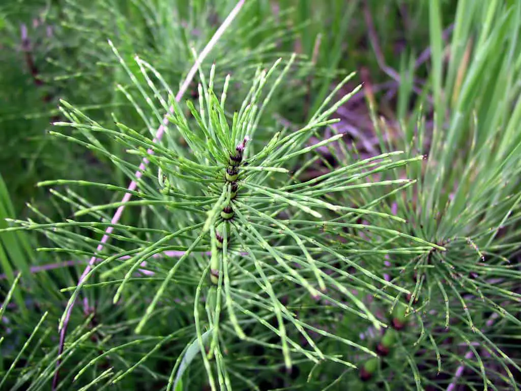Clumps of Field horsetail growing wildly in summer