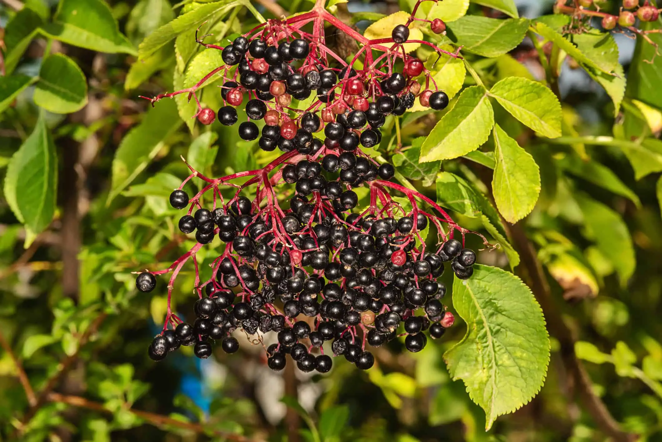 Common Elder Sambucus nigra Berries. Elderberry black berries in the woods.