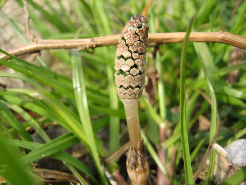 Cone shaped head of the Field Horsetail opening up in Spring