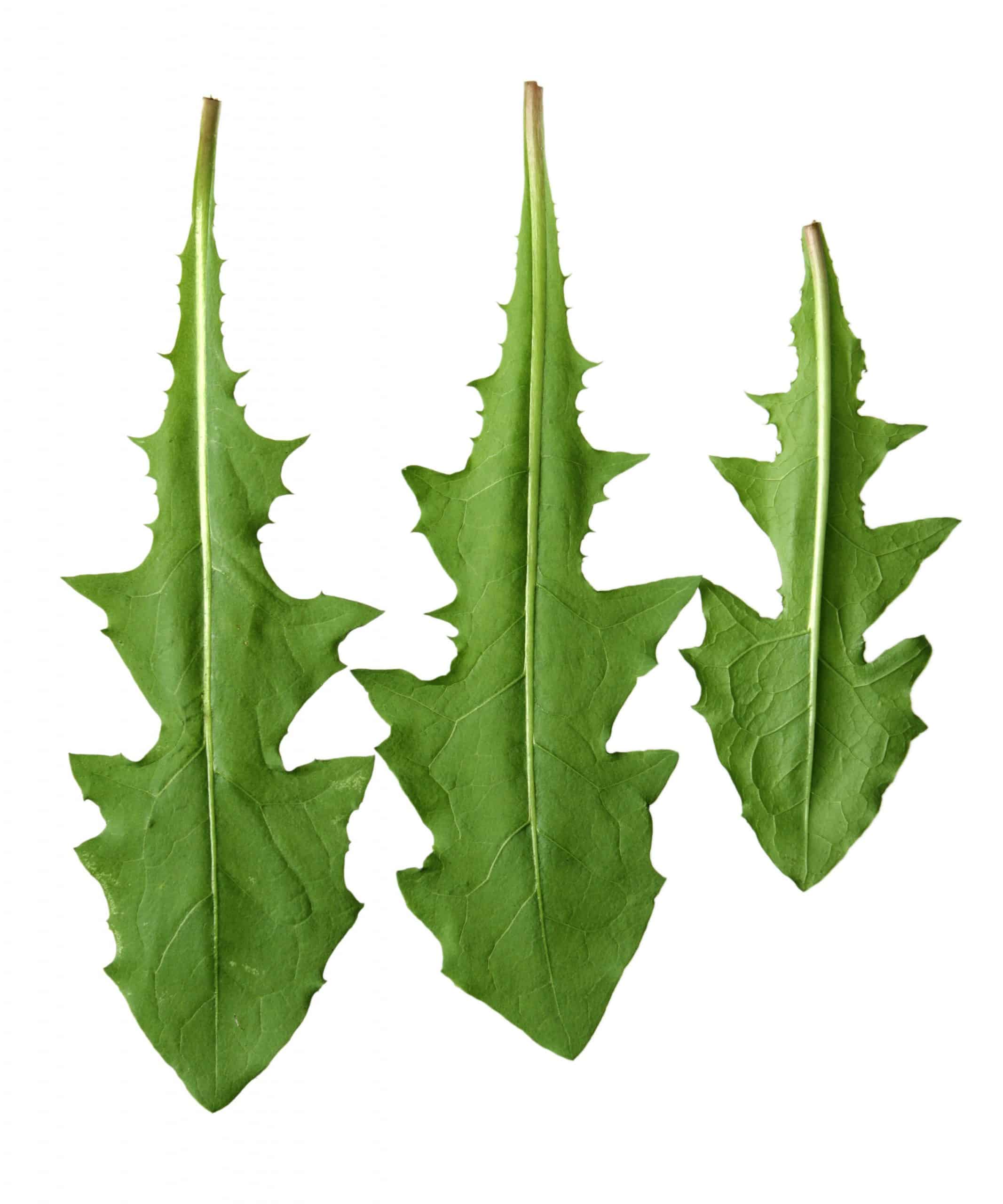 Dandelion leaves shown in isolation