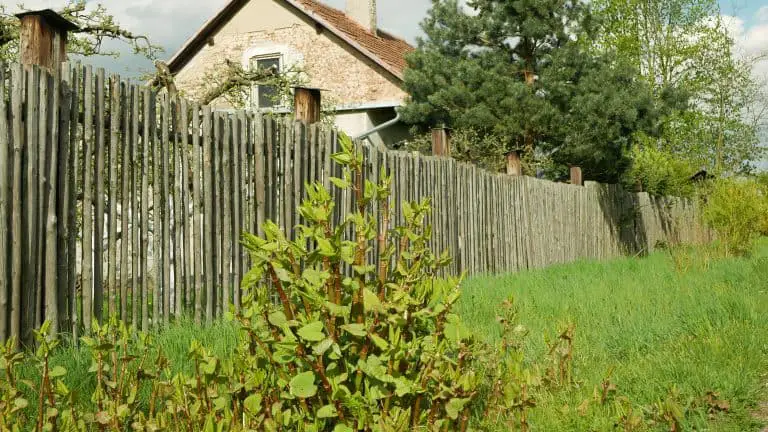 How Can Japanese Knotweed Affect You Getting A Mortgage?