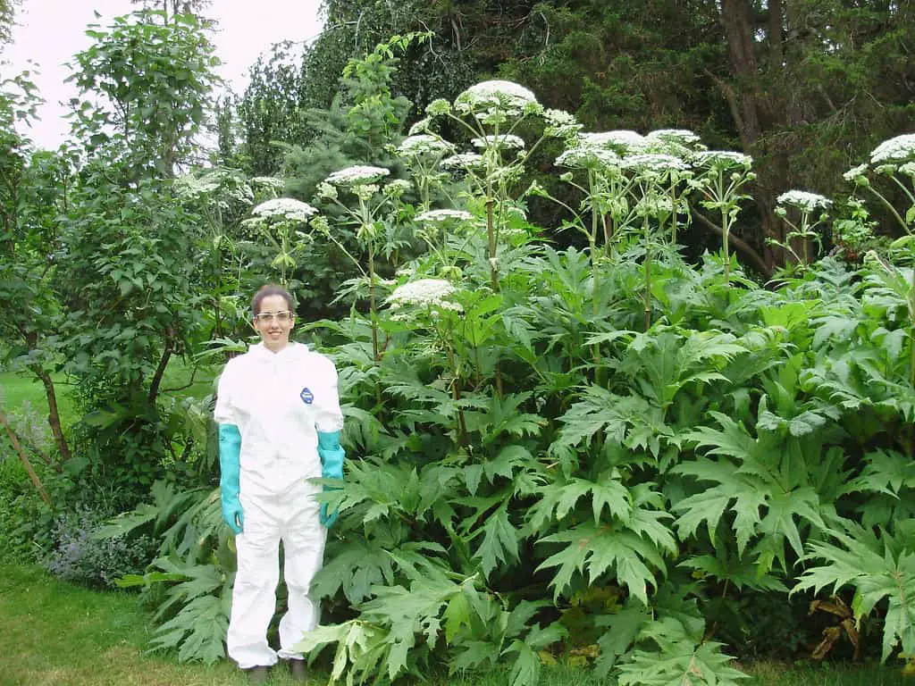 Giant hogweed and Japanese knotweed have similar looking flowers but differ in their shape and size