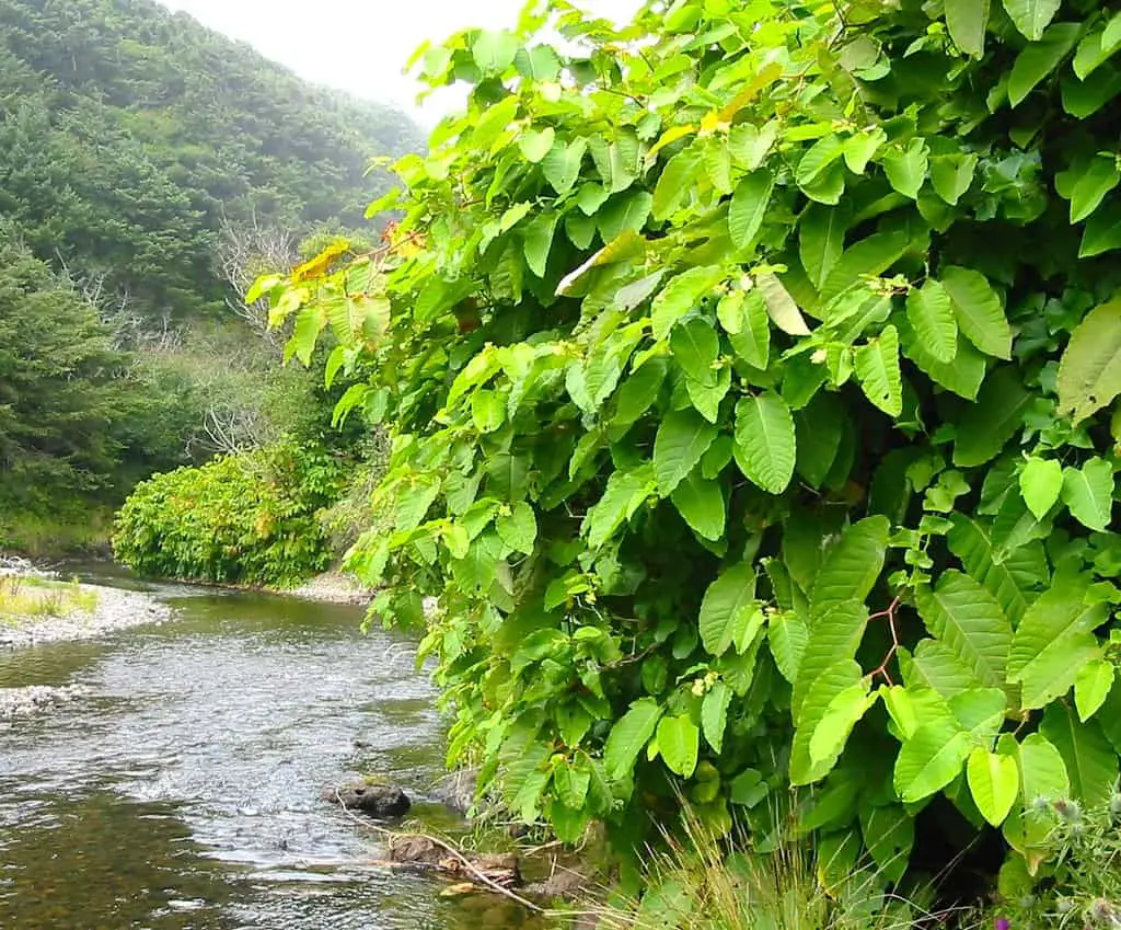 Giant knotweed growing next to a river where it thrives on moist conditions