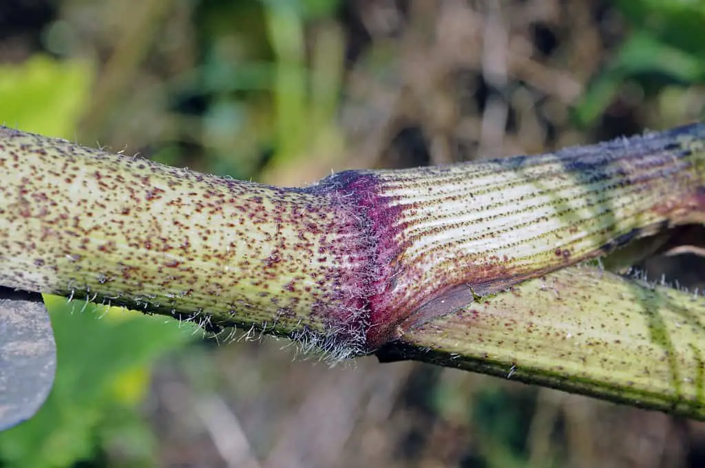 Giant hogweed stem with shoot and tiny hairs