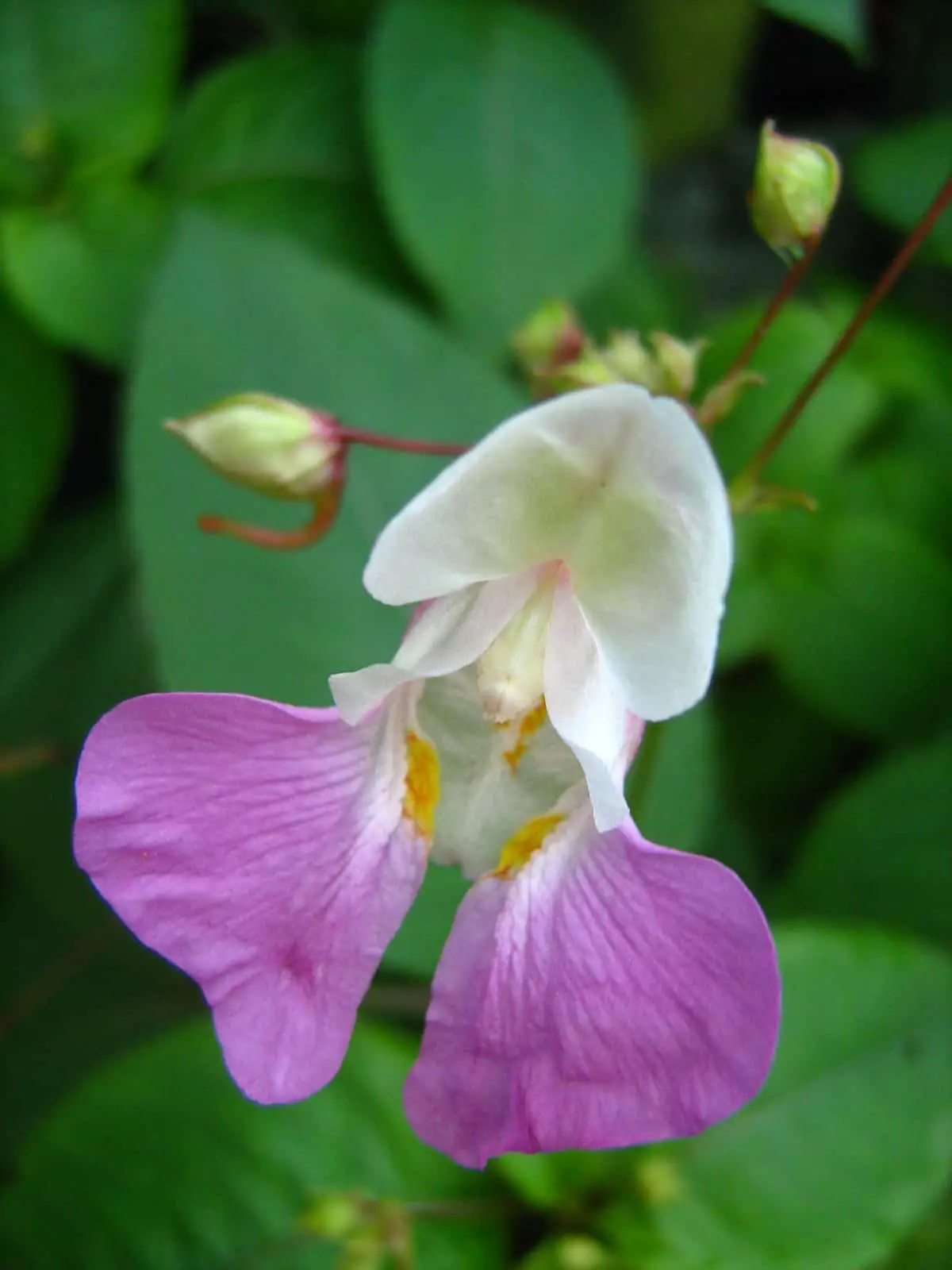 Himalayan balsam flowers come in multiple shades but all resemble the same shape