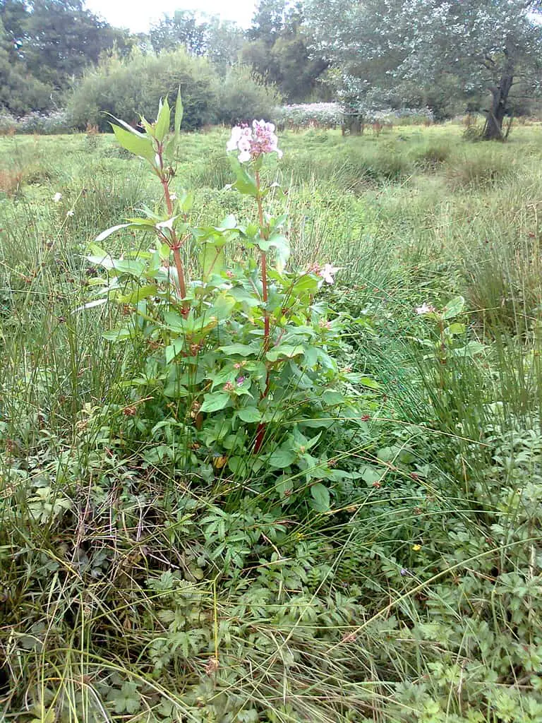 Himalayan balsam grows on waste ground easily