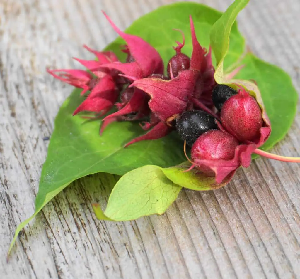 Himalayan honeysuckle purple-black berries with green leaves isolated on wood background close up. Other names Leycesteria formos