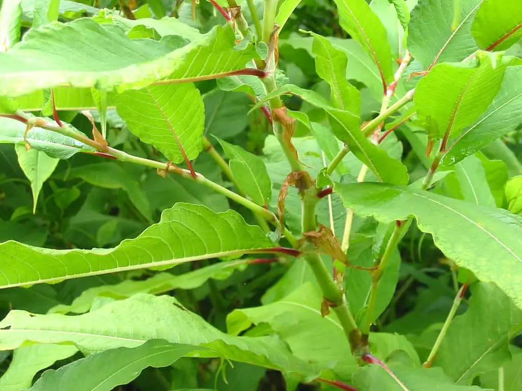 Himalayan knotweed leaves and stems