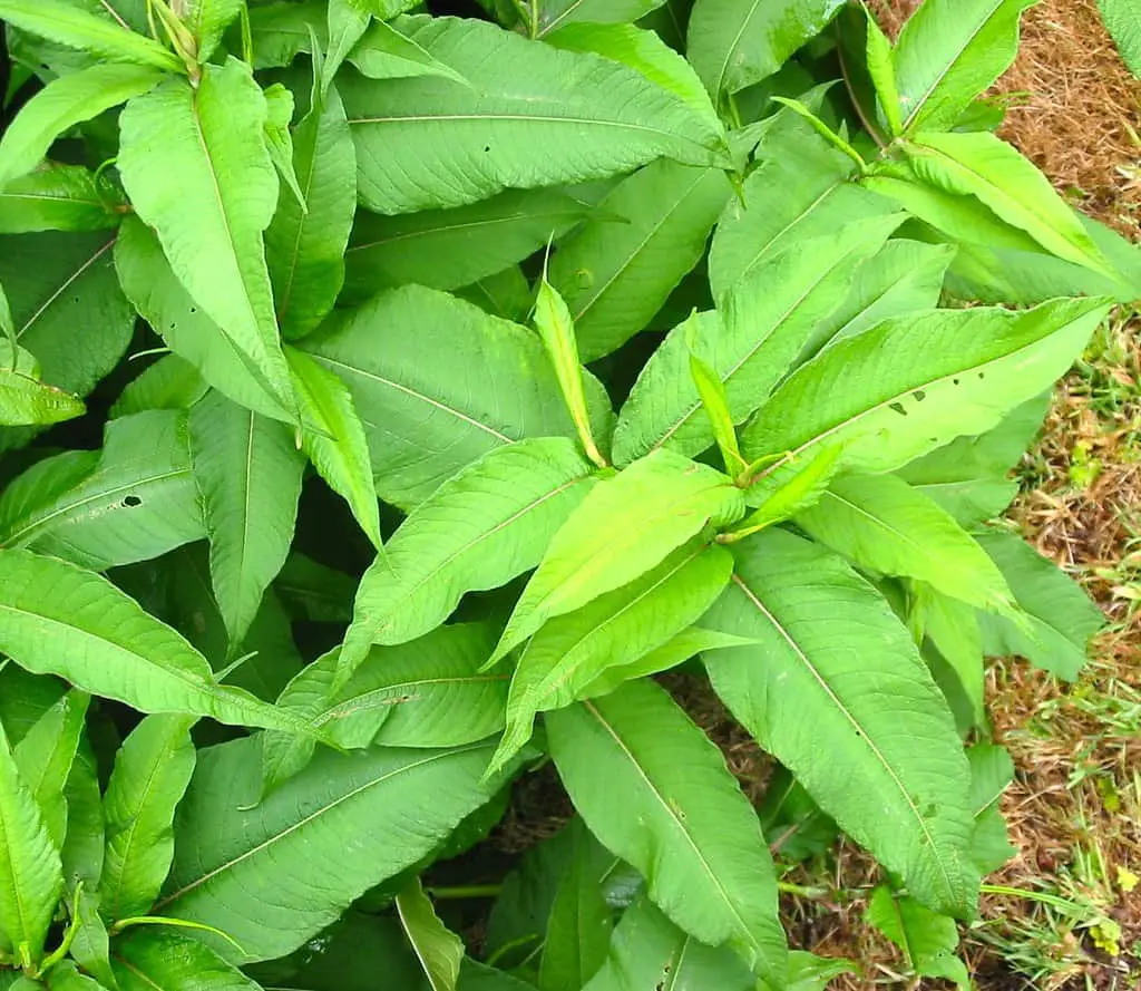 Himalayan knotweed leaves - long and tapered