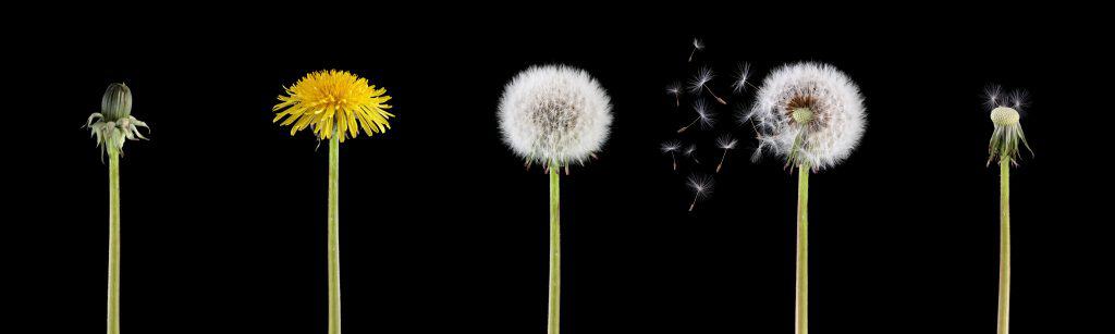 Life cycle of a dandelion through the seasons