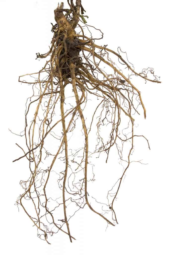 Rhizomes grow deep and long underground and become almost impossible to get rid of