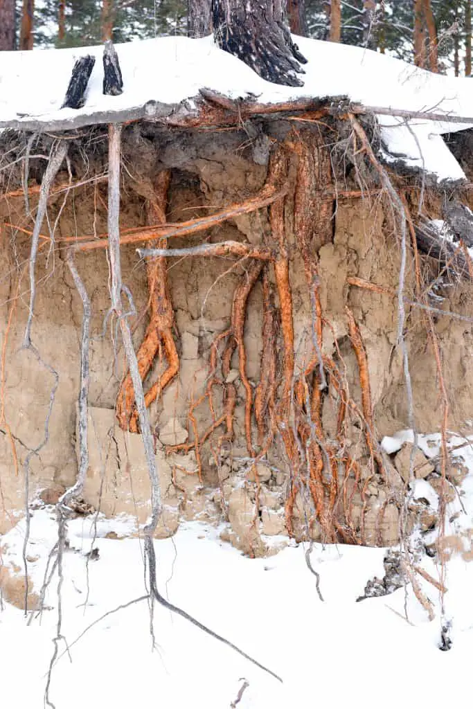 The root system of pine trees on the banks of landslides