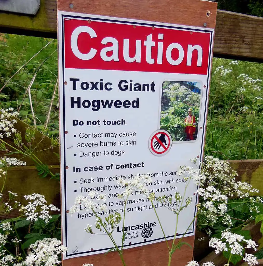 Take extreme care with Giant hogweed as it can affect your health