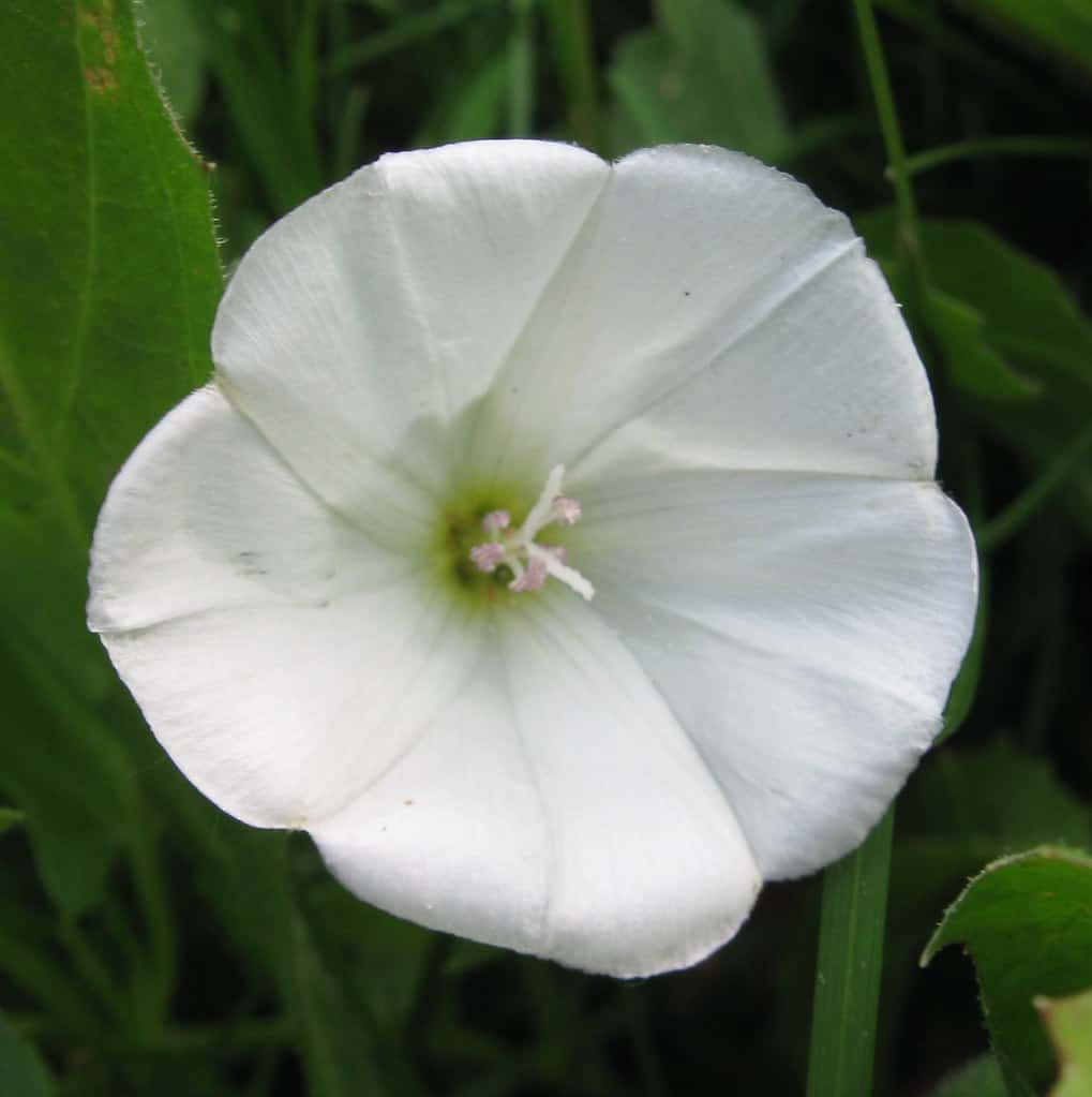 The Hedge bindweed flower with its petals