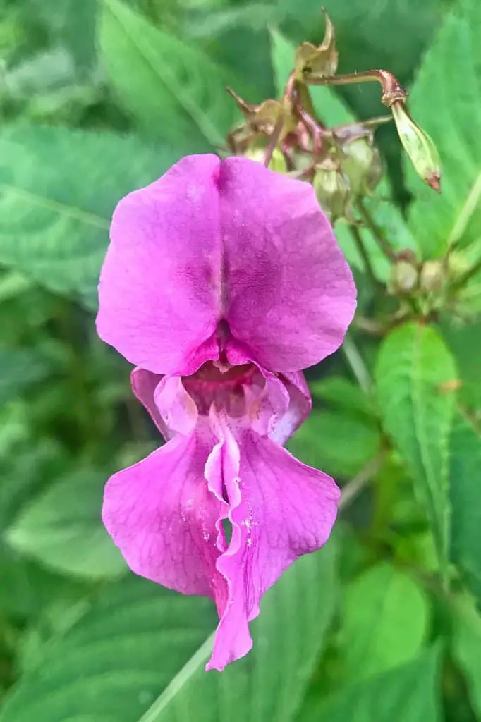 The Himalayan balsam flower which shape justifies its common names