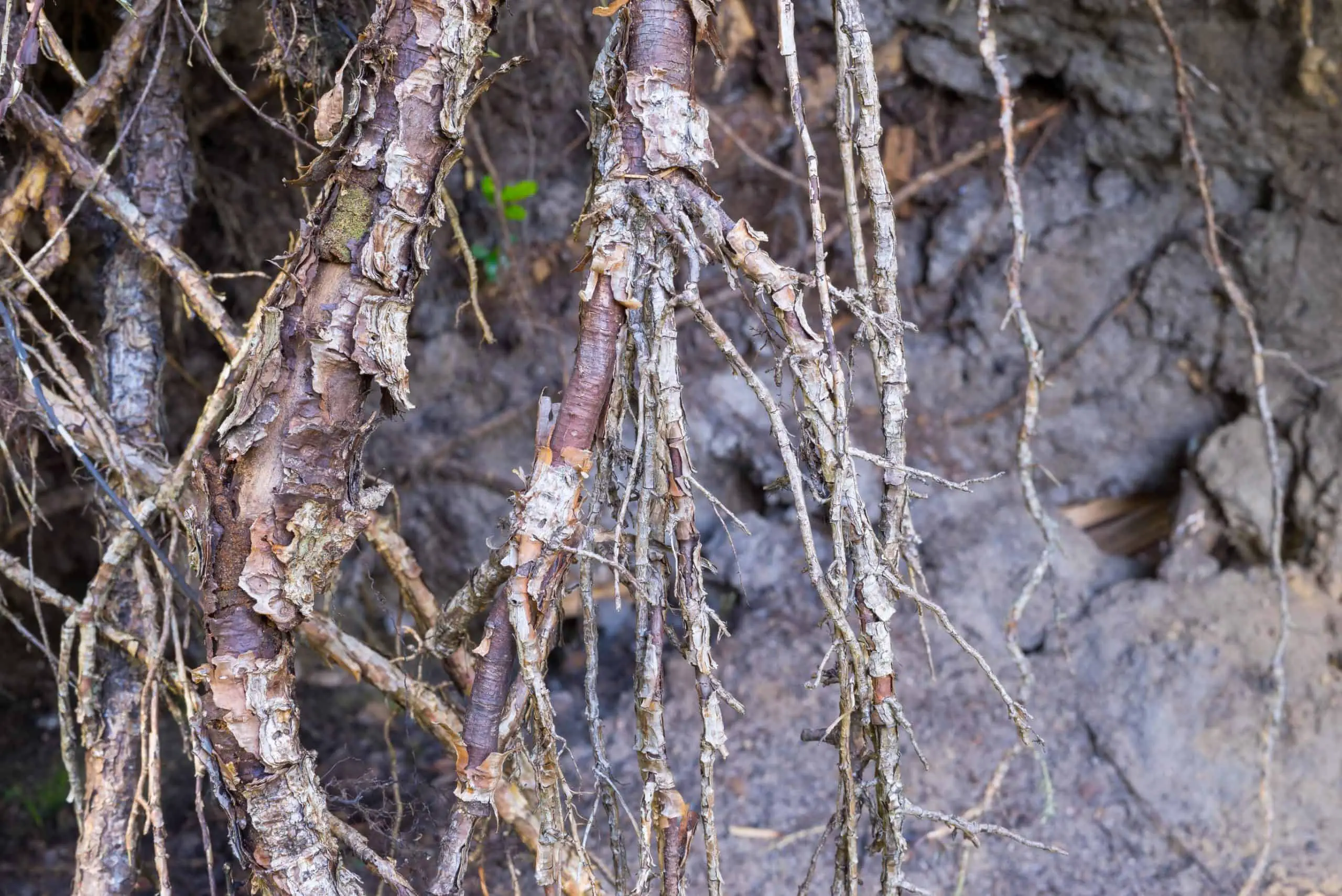The destroyed and bound roots or rhizomes of trees closeup for an abstract and natural vegetable background