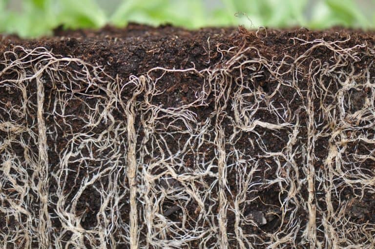Difference between Rhizomes and Roots