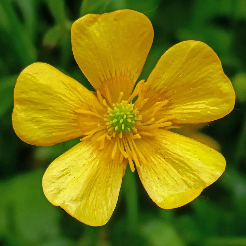 The five petals of the Creeping Buttercup fully open during summer