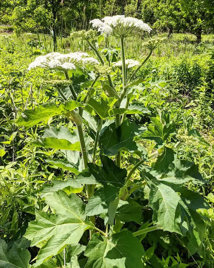 The impressive size of growth shown by this weed is not to be underestimated