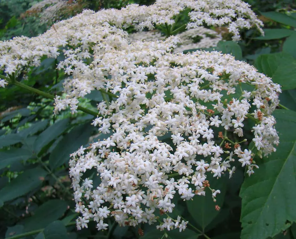 The large clumping of white flowers belonging to the common elder weed