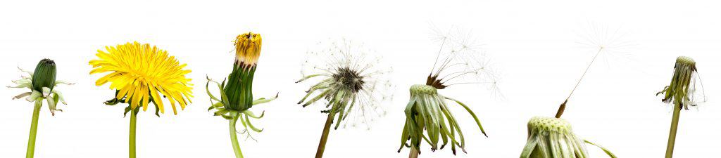 The life cycle of a common dandelion