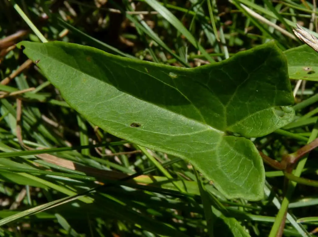 The pointy leaf of the Hedge bindweed