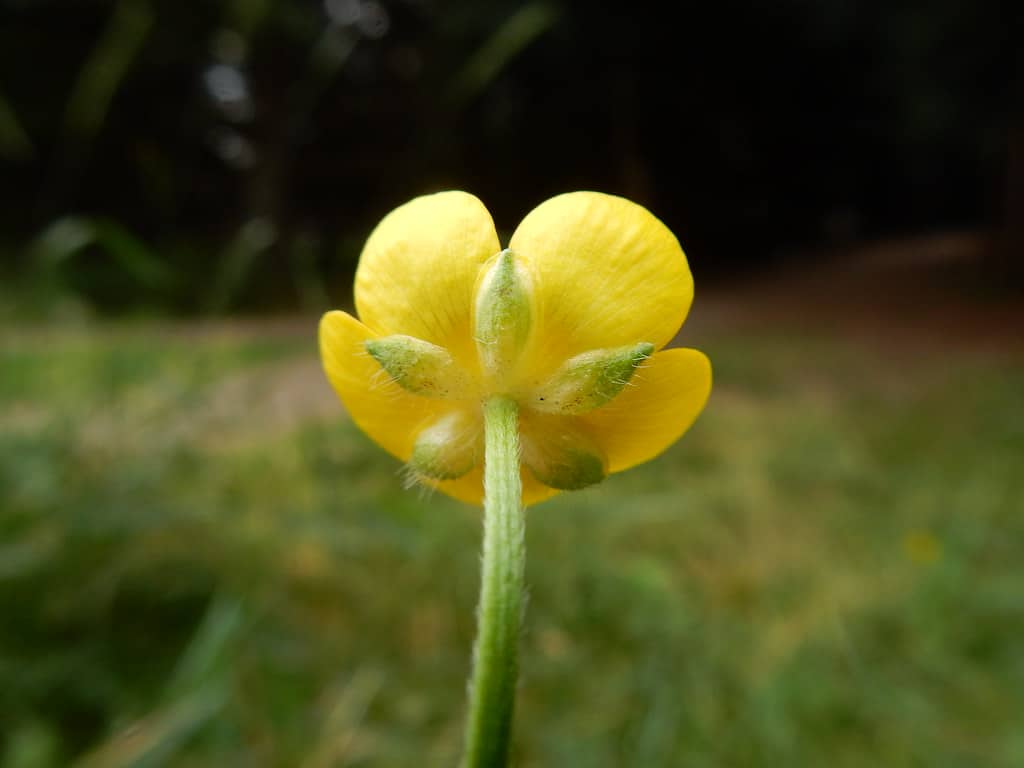 The underside of the Creeping buttercup petals