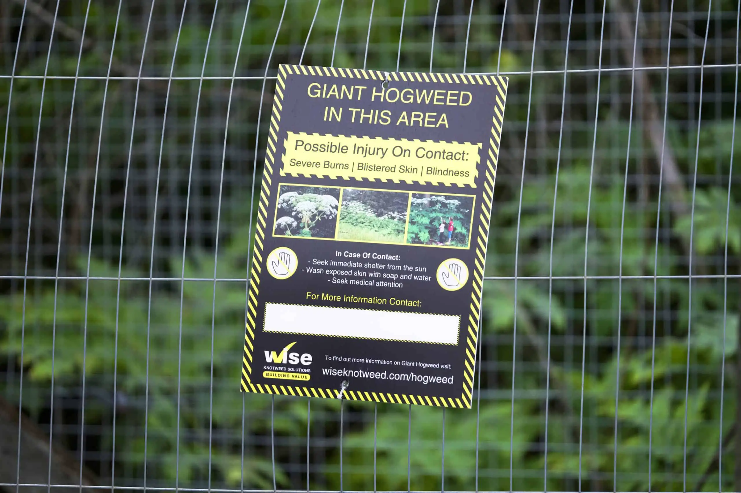 Giant hogweed warning sign to prevent anyone hurting themselves whilst it is being treated
