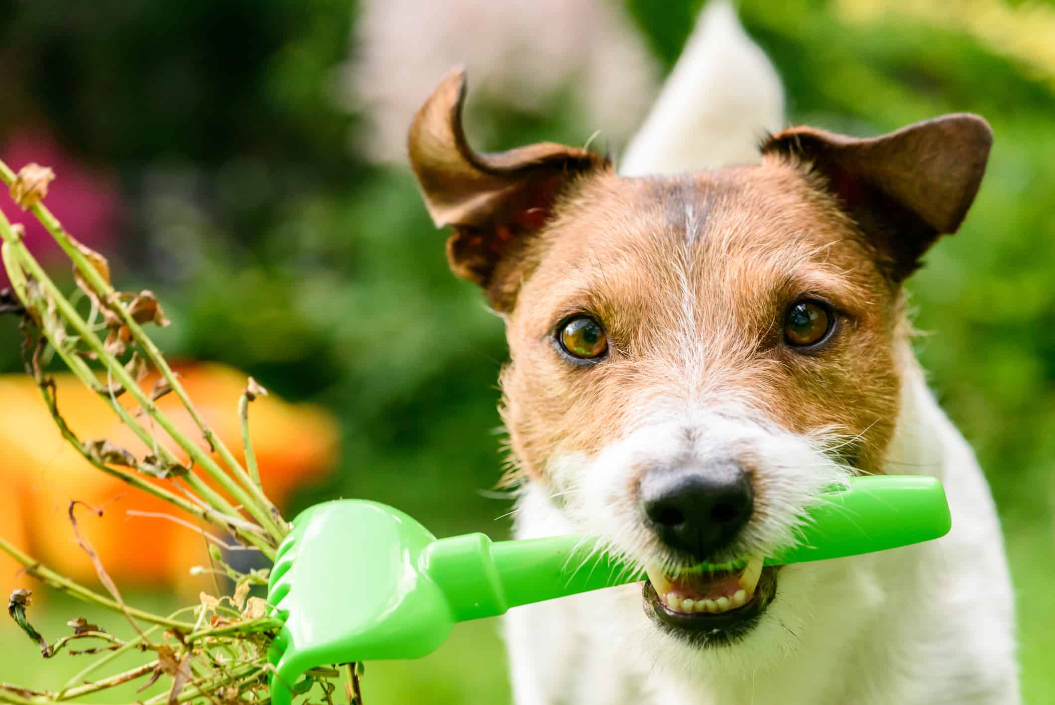 Choose a per-friendly weed killer for your pets