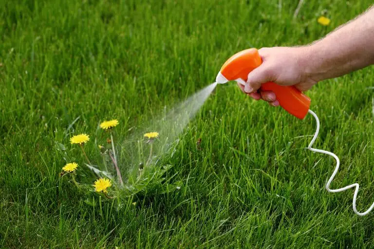 When Should I Apply Weed Killer to My Lawn?