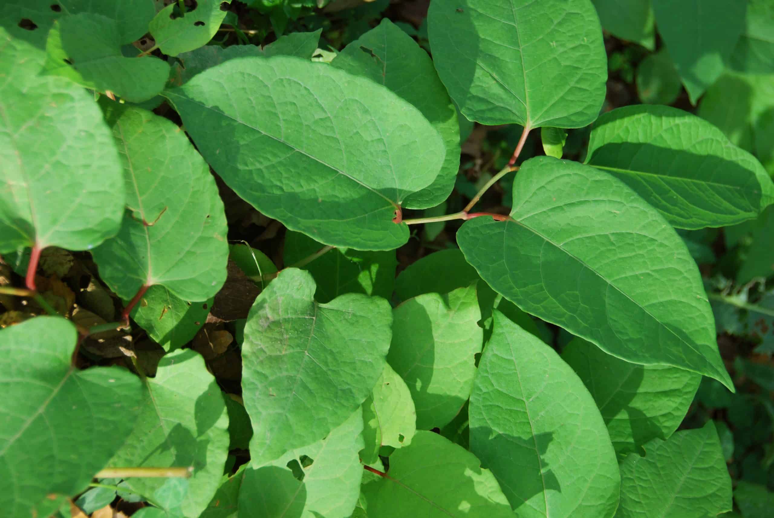 Invasive plant Japanese knotweed is now widespread and near damn impossible to remove
