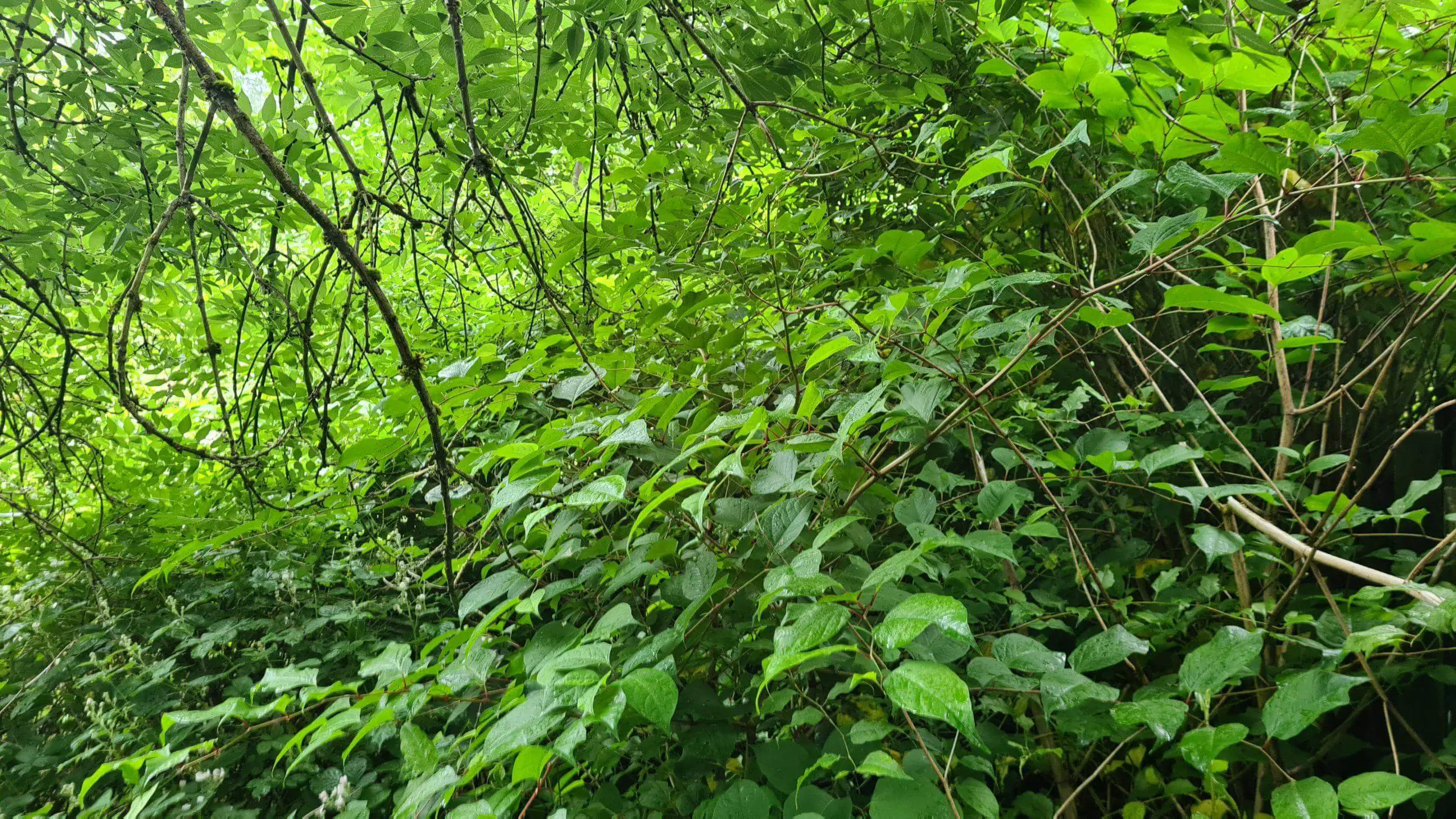 The latest Japanese Knotweed Study confirms how it does not devalue properties scaled